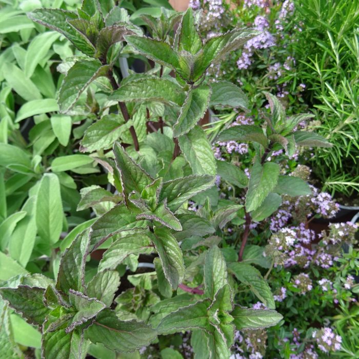 fb4e4e38-0e52-4f6a-8512-b8c02c804ab6