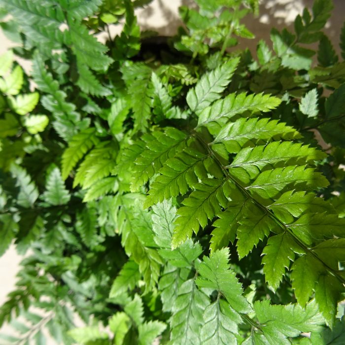 f467c296-33ba-473c-946e-552eb39c6778