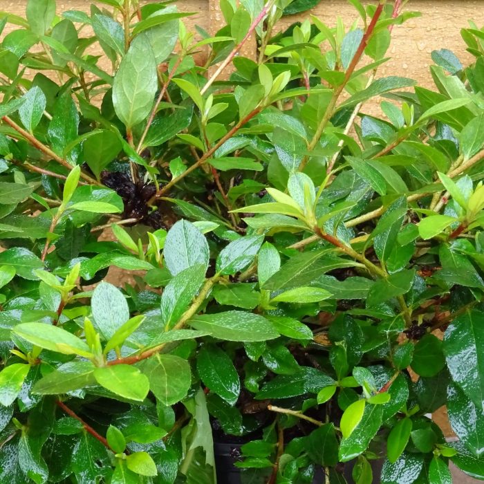 ea70d182-2102-4240-9ff2-3f87ef13f063