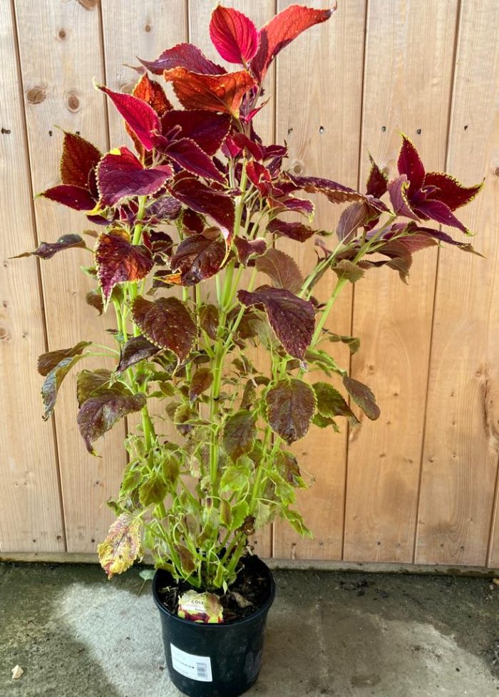 45313defd7c8acba37351e6a42fe4df2.jpg a3901f95-3154-4731-a613-2a5dd7cbd8ff