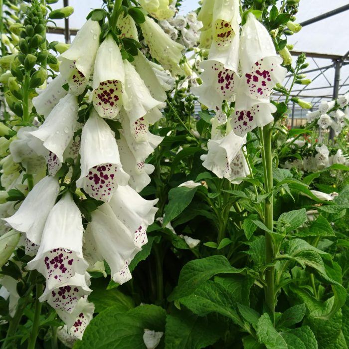 45318ec904bc50ee25b188f7e5443c51.jpg 5595cfba-d12d-42de-9cf2-47b56d635eec