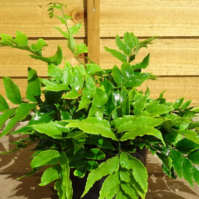 95b0539e-5893-42d3-9e7a-29ae81adf9eb