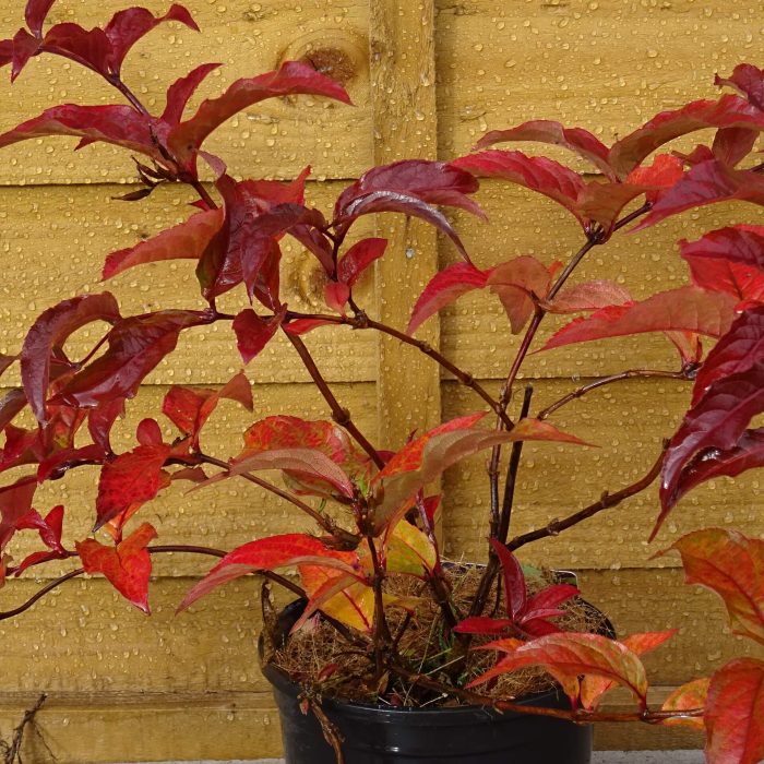 944489f3-3992-4388-82b7-35421987050a