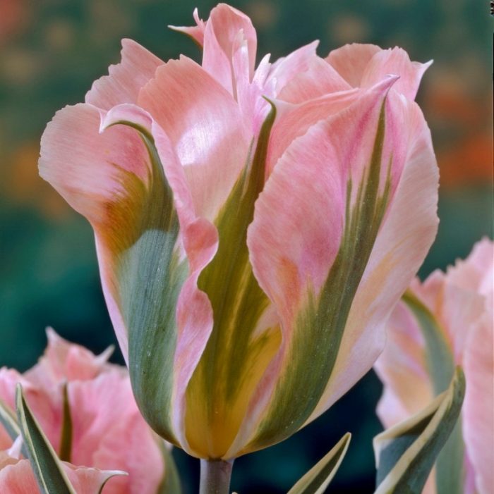 468382dfd102210dfd058cf4ca18c637.jpg e89f6084-8345-4027-a12f-cbda541c115a