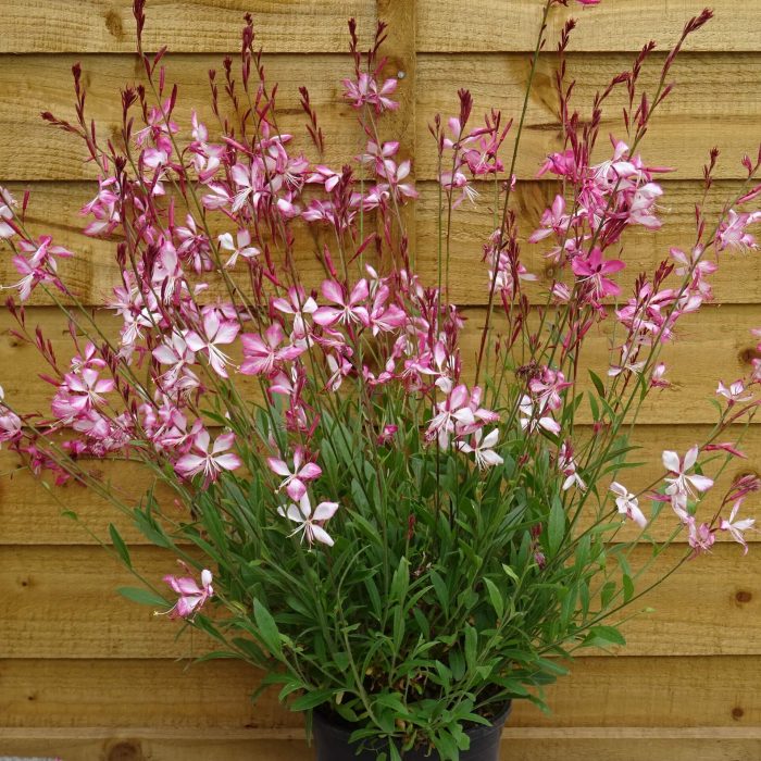 46a296f14d50ff33933ad9e3b578f55d.jpg b91cc15b-8f91-4ca0-9033-dd6b0d80b485