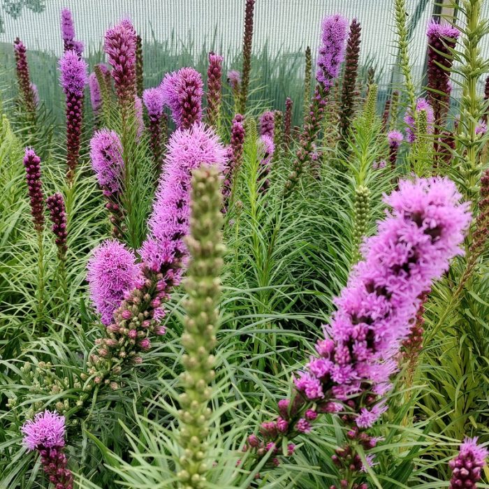 477__2_.jpg 45aff429-b007-4746-a690-008194548c72