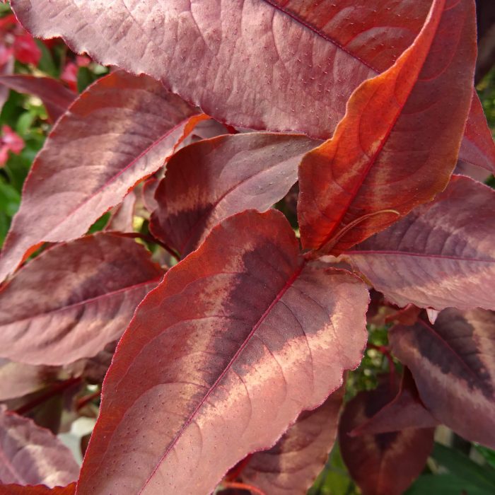 f4ba523d-fc32-4f42-85b2-821b98560f54