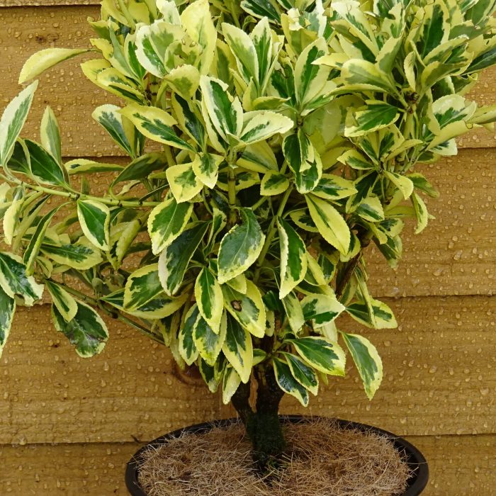 48162bbdea8d64a9532fa7a5cbe592b4.jpg 1de7b4a1-8935-4516-857a-10245deac3e2