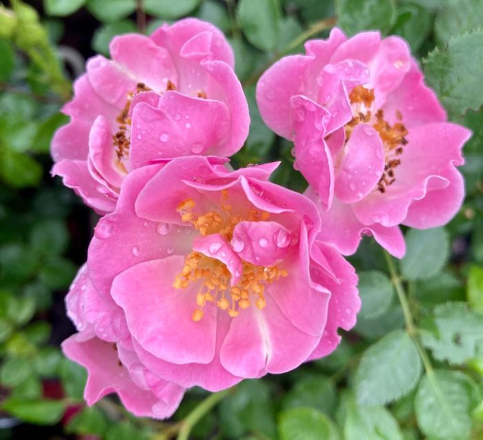 2638cd43-9df7-46dd-afe2-097b74c33958