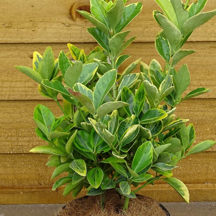 4a5983a11f2f84794eab4dcd58192369.jpg 3f1203cf-9db8-4ca2-ad78-a1e47de23141