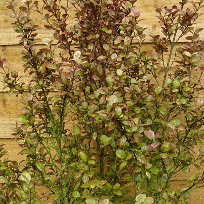 f4228819-5158-46ef-b1c5-e10b9ae4d000