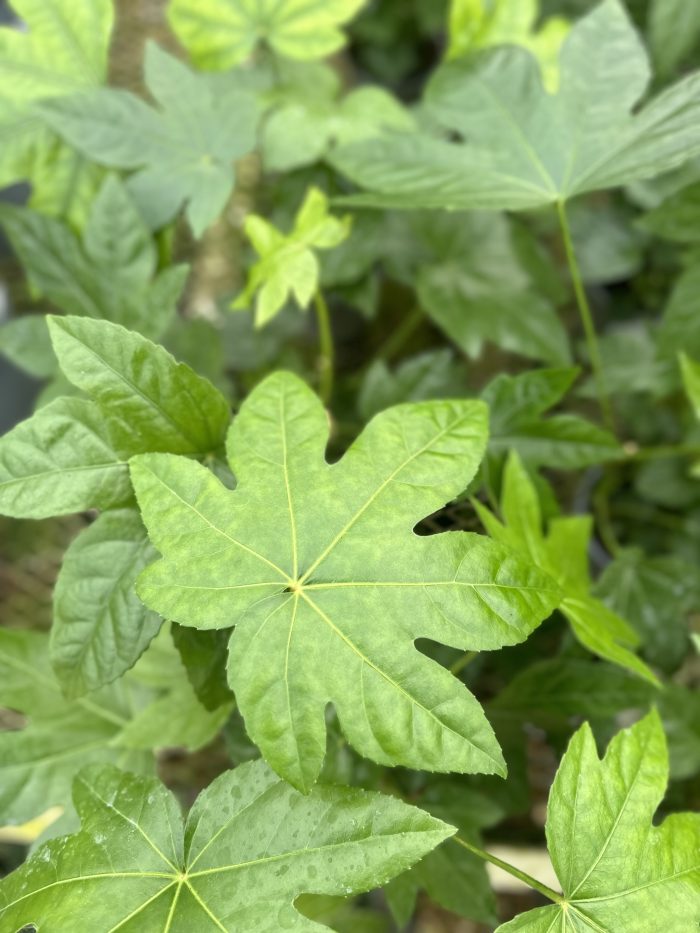 a1a86e1a-f500-437c-bfc9-29302cb2d72d