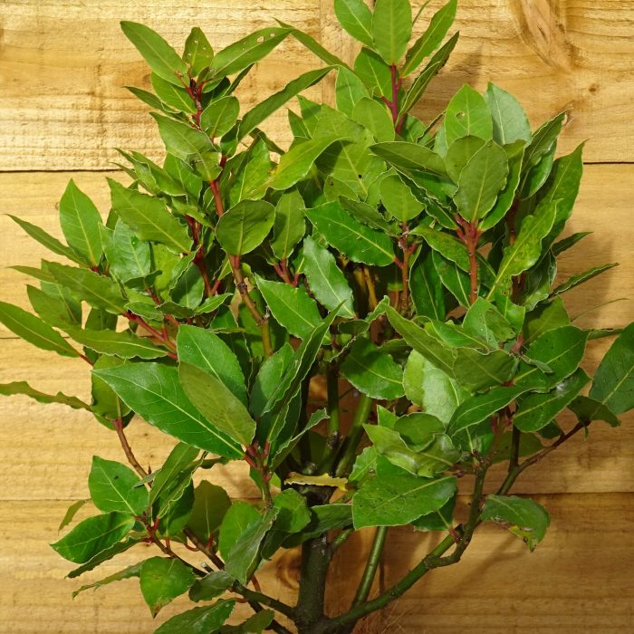 c47bd2ed-5061-4603-aff6-c090c136fad6