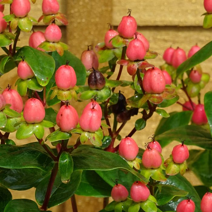 ad1c77c6-39d1-4558-96a0-2f3bc9577b9a