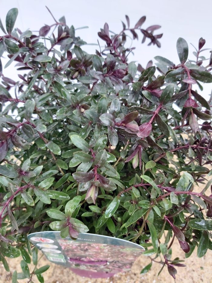 4db3a0cc-45dd-4c45-85f3-fc7a0e8f6d6a.jpg 066d48cb-6dd7-400c-92ff-f79ac96e8a63