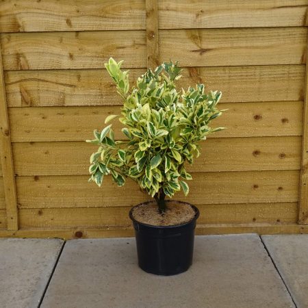 651939cf-3ea3-4535-a0f5-6bfb4963d46c