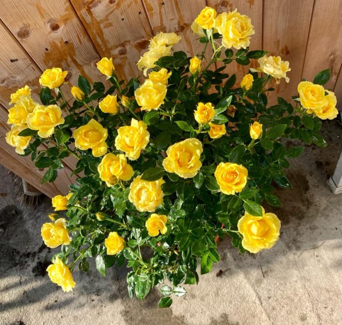 9f4b1241-a423-44a3-9585-a65fae89b83c