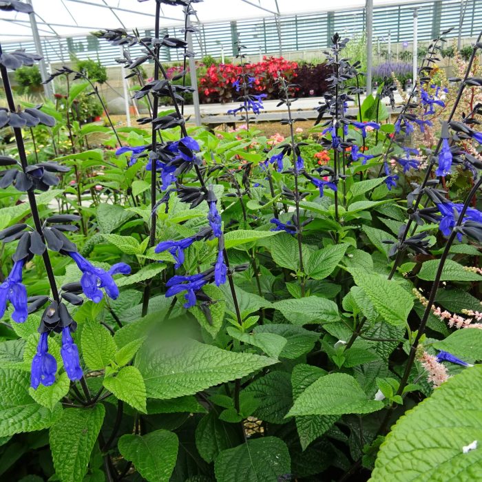 4fbfe2d092383b1e949145b7e64cebde.jpg 3b98fd9c-0462-4880-b50f-7cff019add37