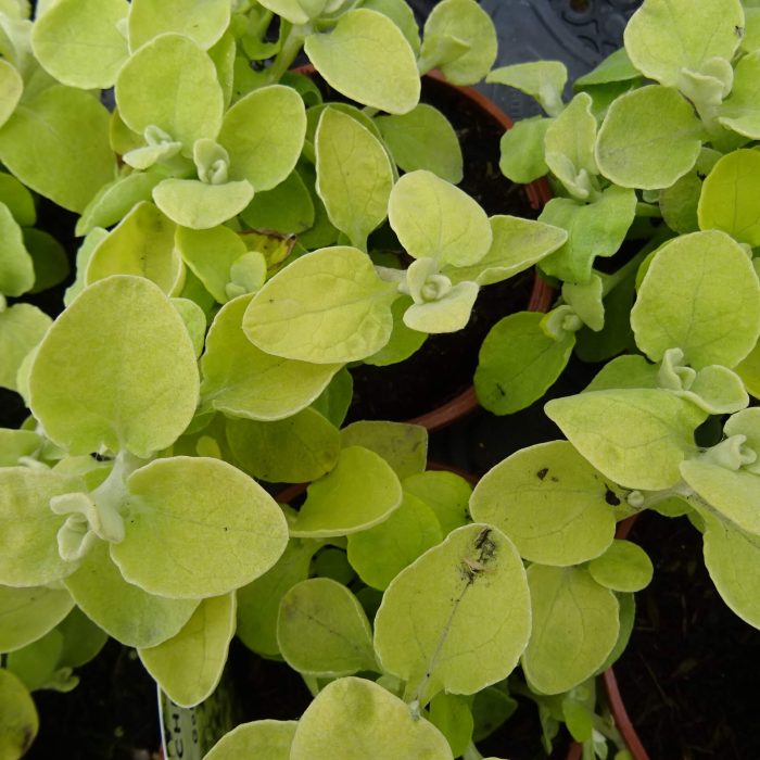 dec060bd-8075-4ad6-9519-042a645b7a88