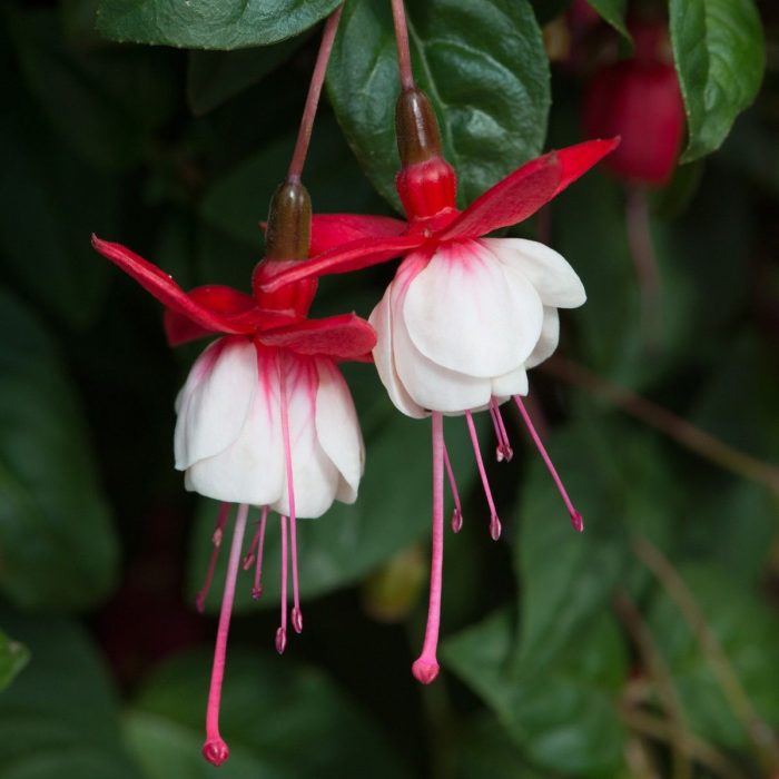 515b8d7fbbaa37246b14e933d966790e.jpg a5de7d2d-c0ed-4948-bdd7-f3c6fc312566