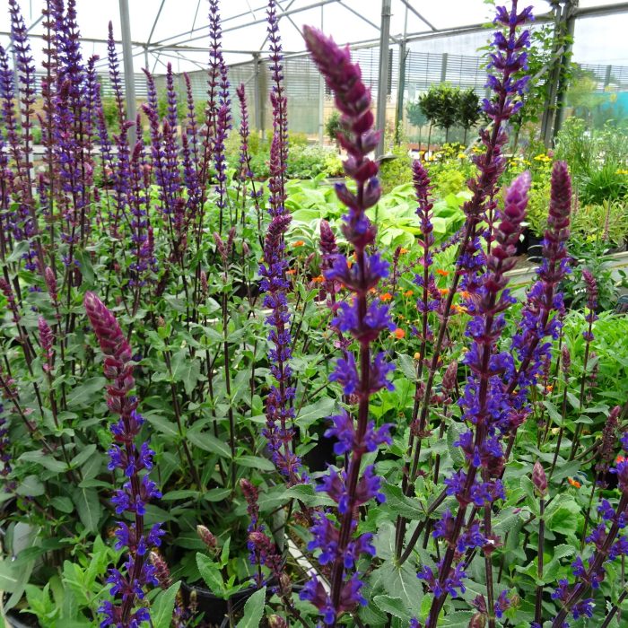 5321018170ed7c490547683c9877ed69.jpg 4f65241d-911f-4f84-b7d9-74c5735fab3b