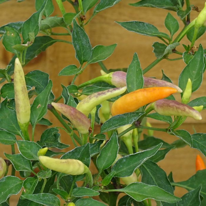 915d4f57-f541-4732-b56d-87539b9952c0