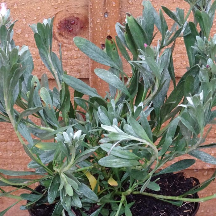 91af6a64-f5fa-4526-b21c-3ca70dfcf9ef