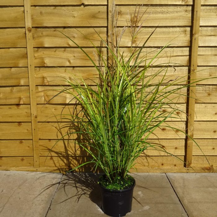 54d981ff-b871-4ac4-badf-0127e0bb607d