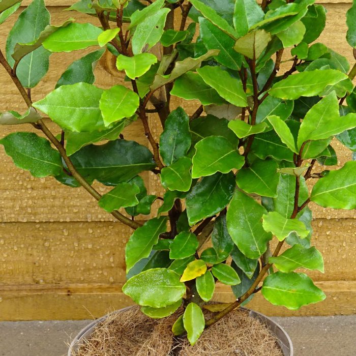 6d4c3a3f-81e0-4ee0-8422-8baff5246954