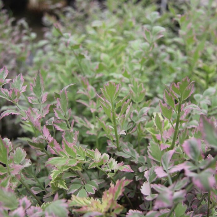 de3a618d-30bb-4f82-8625-f047b8c0c3f2