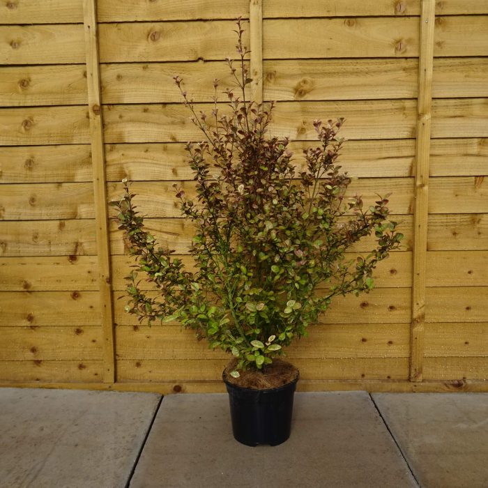 b3294a87-a4aa-4ac5-83f3-1999c9fbe348