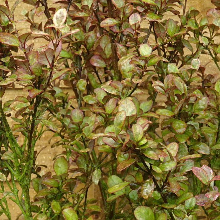 1d691750-5f9f-443b-a543-371daf567c2e