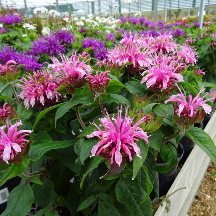 5689e46b614e42e9a914b3b554019bfe.jpg cacf444f-43ab-4dde-b9d4-6ebd6b1d2c06