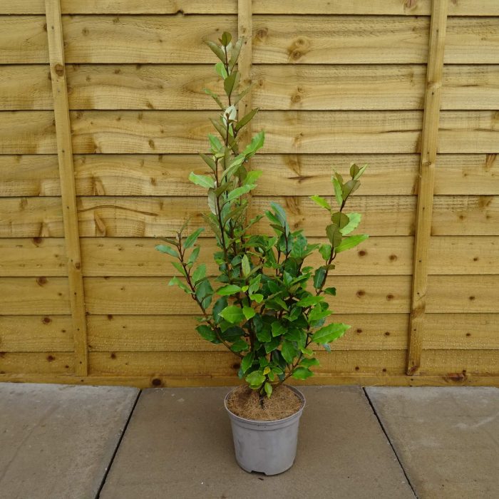 5ada9cc6-add3-4150-b187-d8a1c1a89f4e