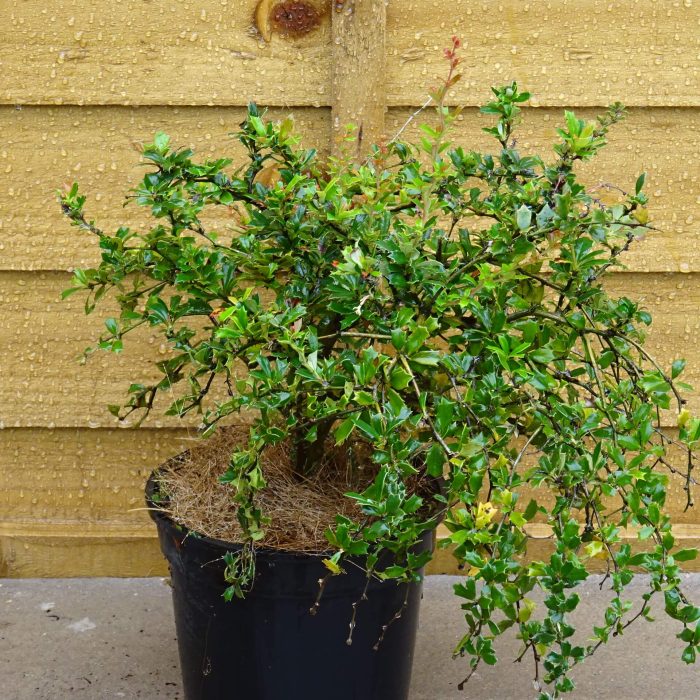 a6c595d1-3213-4325-adb1-51b30e530c0e