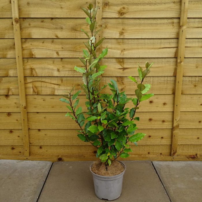 5ab4426377c7cac1b682e4136131eab5.jpg 18629c1d-a51f-4406-b57c-b9b3e6c0bce2