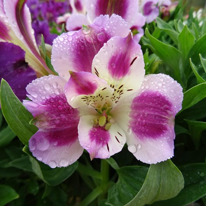 ce8d7c38-677c-4ce9-9766-91f507ad6dba