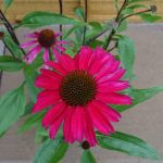 43311cf4-e9ae-4235-917c-a265a5684cc0