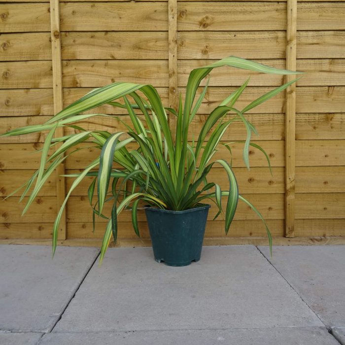 f0c19787-c4b4-4304-905a-ba3d80390717