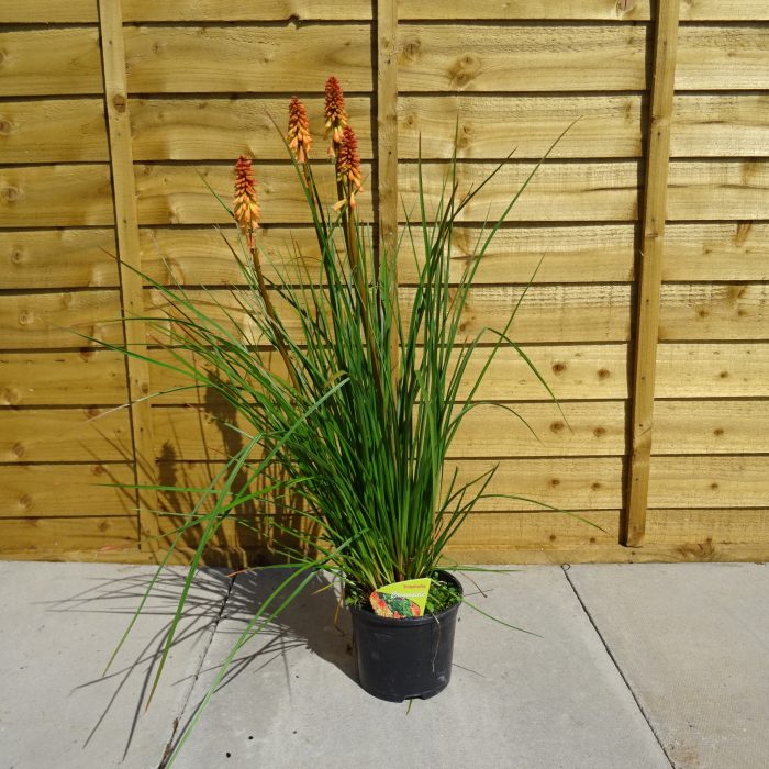 aebbebb4-d685-44f0-891f-ed4491ba5b68