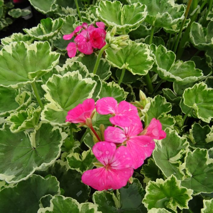 d3dd8b2c-50bd-429f-8316-7c3183df4e7f