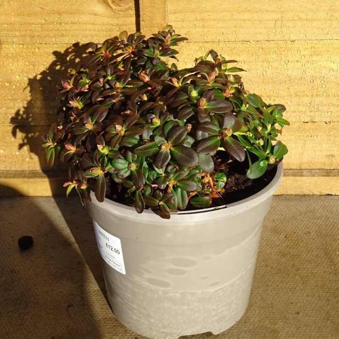 ef2651b5-1977-4551-914e-6f57c6ec1d9e