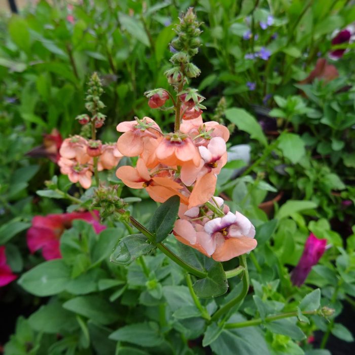 cd029b67-b9da-44ae-b3f0-cce9e2f409cf