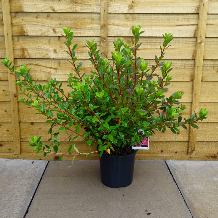 eec0640e-8d7a-4fe3-8316-ab6854a82239