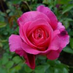 c7a5a649-b15f-4a0d-b92f-4d8555f06b3c