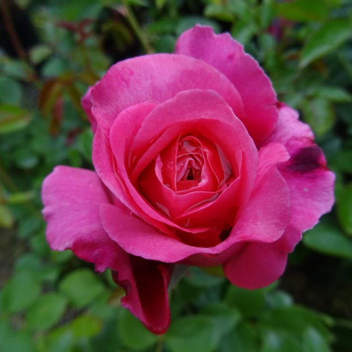 c7a5a649-b15f-4a0d-b92f-4d8555f06b3c