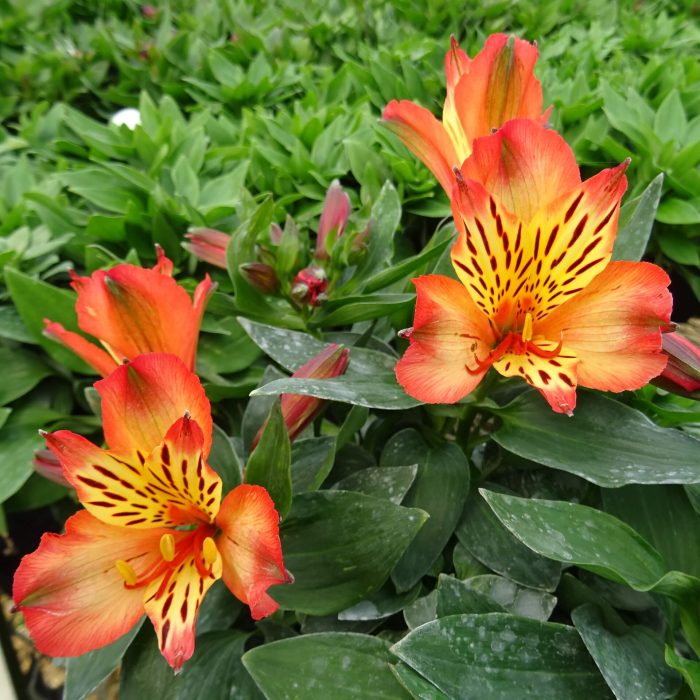 c8d48015-3f0d-4591-bf4b-729a5be56088