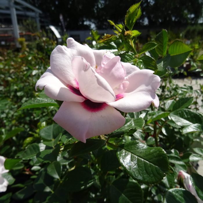 602f5f63364745aed15d2e53ba0950e8.jpg 143ad492-121c-4b10-8672-74813044ce75