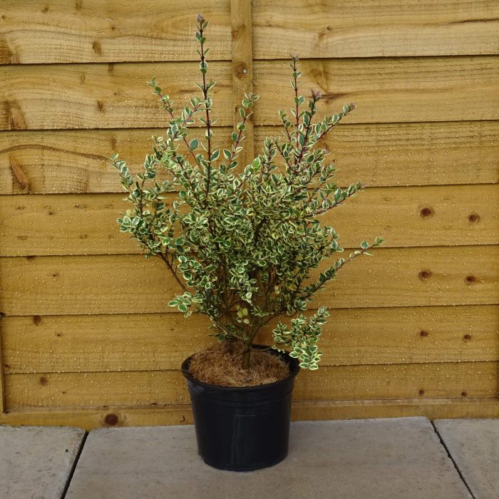 a5ad7805-56af-4e44-9288-3b7bf15d3ec9