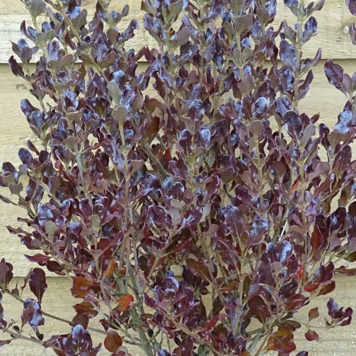 632a036a40bc65616ff35601bb5f939a.jpg edc43266-fe12-4023-9756-360d01a09b9d